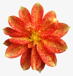 Very Very Beautiful Flowers - Artificial Flower