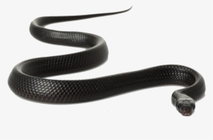 Snake - Black Snake Transparent Background