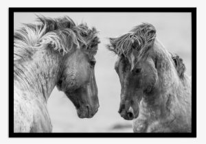 Wild Horses Ls - Dabbs, Trent - Way We Look At Horses - Lp