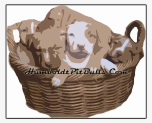 Here Are Rednose Pitbull Puppies In A Basket - Red Nose