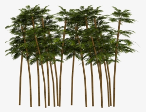 Bamboo, Plant, Wellness, Digital Art, Isolated - Bambu Png