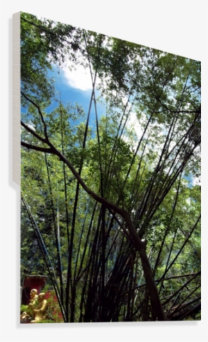 Bamboo Tree Canvas Print - Pond Pine
