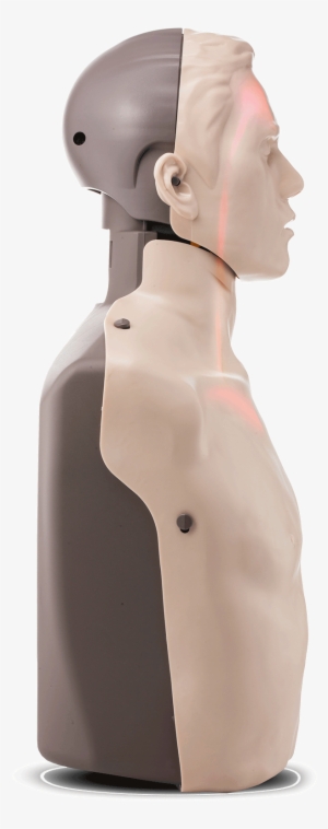 Cpr Manikin With Led Light Feedback Red Cross Store - Transparent Anatomical Manikin
