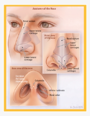 Rhinoplasty, Commonly Known As A “nose Job,” Is The - Nose Anatomy Rhinoplasty