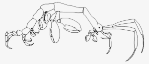 Generalized Caprellid Body Plan (linework) - Shrimp Skeleton