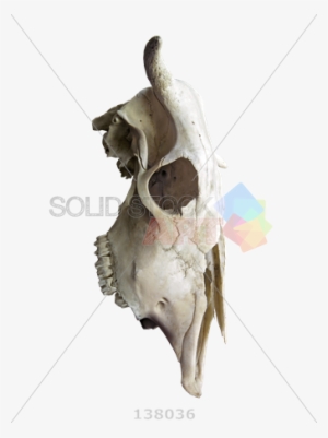 Stock Photo Of Profile Of The Skull Of A Cow With Horns - Stock.xchng