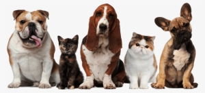 Main Png Dogs And Cats19202017 10 122017 10 12http - Pets Cats And Dogs