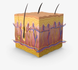 Replicating Skin Aging With Human Tissues Culture - Human Skin Png