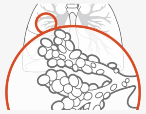 Human Physiology - Circle