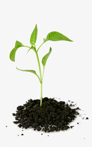 Growing Plant Png Transparent Picture - Plant Growing Out Of Ground