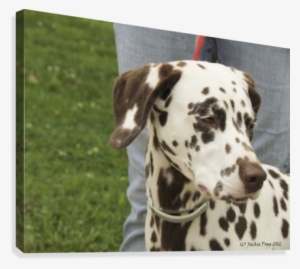 A Dalmation Canvas Print - 3drose Dalmatian Dog Pillow Case
