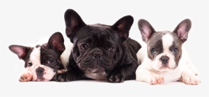 Cute French Bulldog Puppies For Sale In Miami By Dog - French Bulldog Large Mug