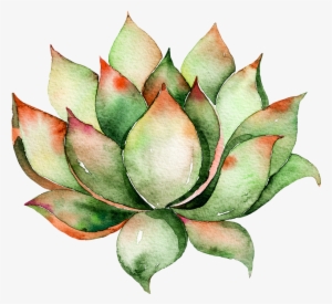 Watercolor Succulent Png Clip Art Download
