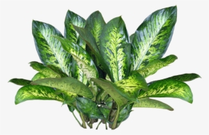 Jacey-searle Plant Texture - Plant Png