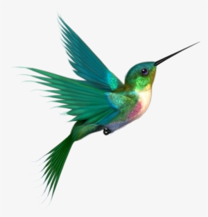 Google Image Result For Http - Hummingbirds Png