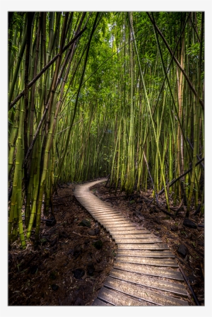 Bamboo Forest Png - Bamboo Forest