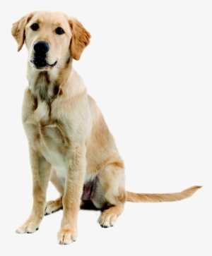 Golden Retriever Labrador, Labrador Mix, Golden Labrador, - Golden Retriever Mixed With A Lab