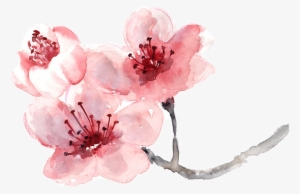 Report Abuse - Cherry Blossom Flower Painting