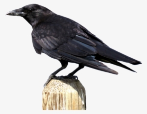 Crow Png Transparent Image - Crow Png