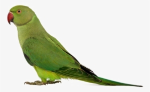Green Parrot Png Transparent Image - Ringneck Parakeets: Ringneck Parakeets Facts &