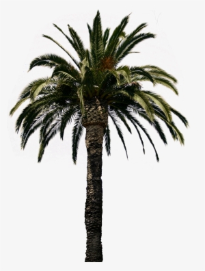 Transparent Pictures Free Icons - Date Palm Tree Psd