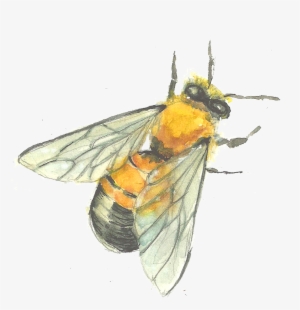 Bee Drawing Watercolor - Net-winged Insects