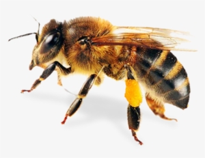 Bee Png 8 - Honey Bee Pillow Case