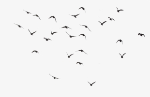 Black Swarm Of Bird Flying Png Image - Download Birds Png