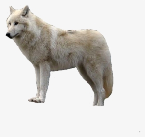 White Wolf With Transparent Png - Wolf Transparent Background
