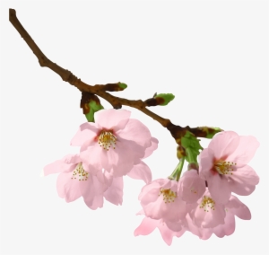 Flowers On Branch Png
