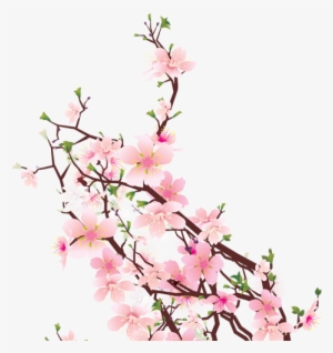 Cherry Blossom Png Images - Portable Network Graphics