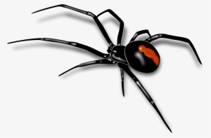 Black Widow Spider Png Transparent PNG - 2400x1569 - Free Download on  NicePNG
