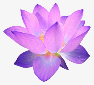 Purple Lotus Flower - Purple Flower Transparent Background