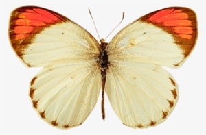 White Orange Butterfly Png - Yellow Butterfly Png