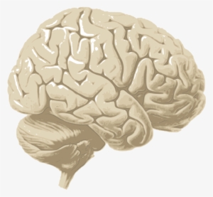 Human Brain Png - Brain