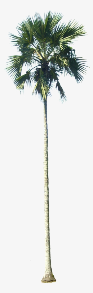 Drawn Palm Tree Tall Tree - California Palm Tree Png