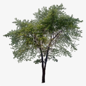 Parent Category - Tree Elevation Photoshop Png