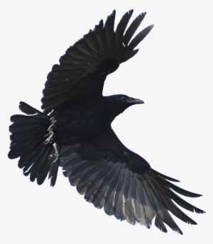 Flying Crow Png - Crow Flying Png
