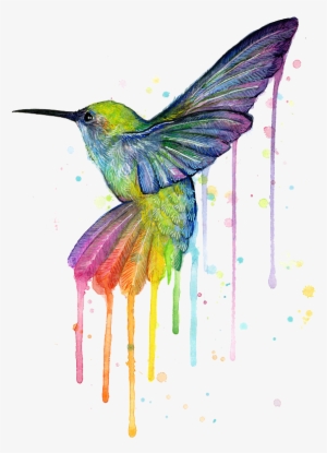 reflections - - rainbow hummingbird