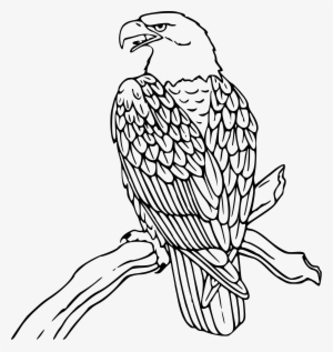 Drawn Bald Eagle Military - Clipart Of Eagle Black And White
