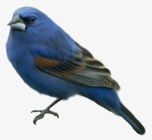 Bluebird Clipart Transparent - Canary Bird