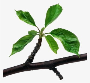 Plant Branch With Leaves