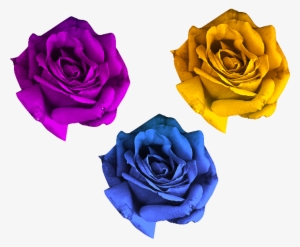 Rose Flowers Png Free - Rose Flower Png