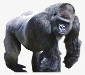 gorilla png