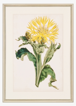 View Larger Image - Paragon Decor Inc. 1059 Floral Lace Iii