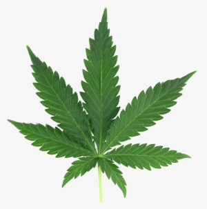 Marijuana Leaf Png Real - Cannabis Png