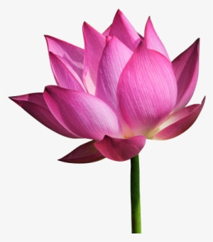 Lotus Bud Png Photo - Free Lotus Flower Png