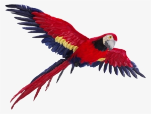 Flying Parrot Png Photos - Parrot Flying Transparent Background