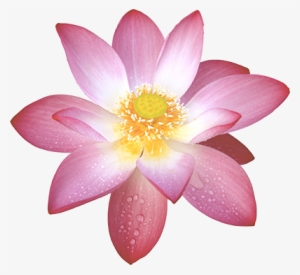 Nam Myoho Renge Kyo - Sacred Lotus