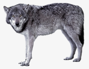 Grey Wolf Png Image - 3d Transparent Grey Wolf